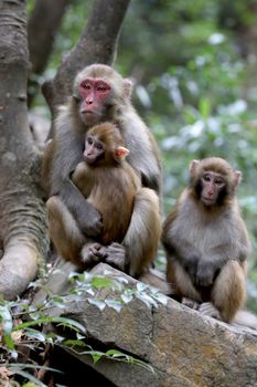 Wild Feral Rhesus Monkeys Living in Zhangjiajie National Park China