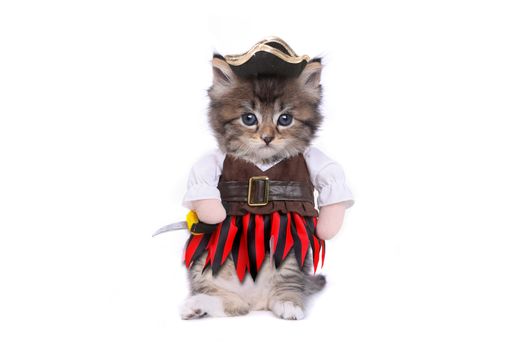 Funny Kitten in Pirate Inspired Clothing Costume