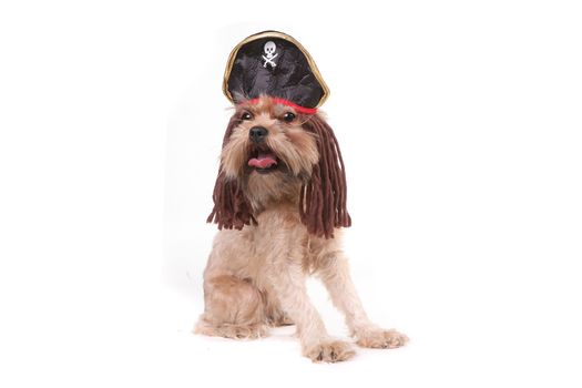 Mutt Dog in Pirate Inspired Clothing Costume