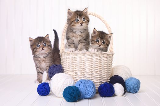 Adorable Kittens With Balls of Yarn