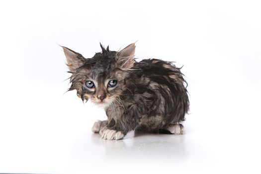 Unhappy, Wet and Mad Kitten After a Bath