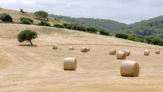 Harvest in Sardinia