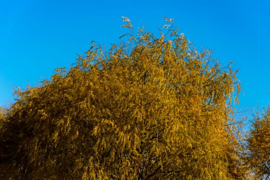 tree with its wonderful golden colors in the autumn season