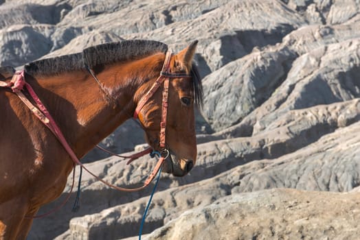 horse on Mount Bromo volcano (Gunung Bromo) at Bromo Tengger Semeru National Park, East Java, Indonesia.