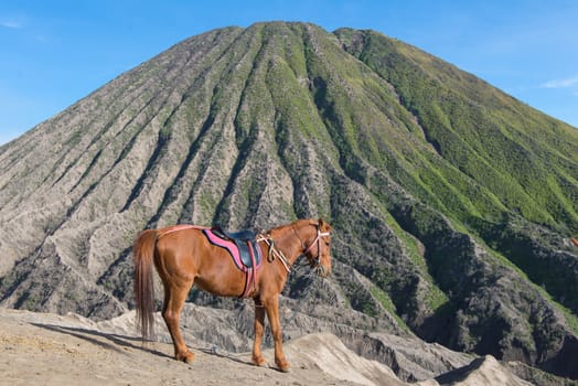 horse on Mount Bromo volcano (Gunung Bromo) at Bromo Tengger Semeru National Park, East Java, Indonesia.