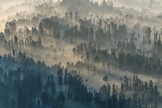 Coniferous Forest with sun beam at Bromo Tengger Semeru National Park, East Java, Indonesia.