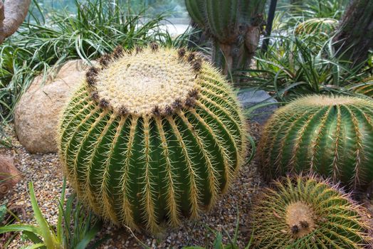 beautiful big cactus in the rock garden.