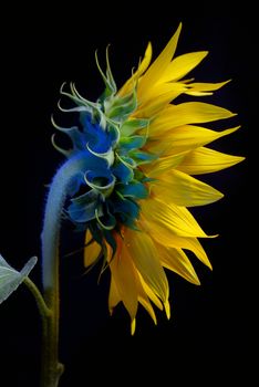 Common Sunflower Flower Head isolated on black background