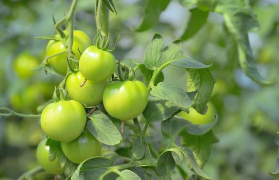 Green unripe tomatoes in greenhouse