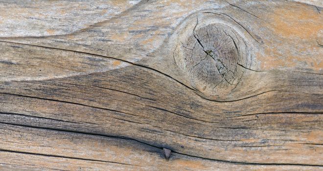 Macro old wood texture background