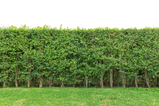 hedge fence or Green Leaves Wall isolated on white background.