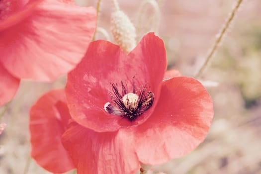 Outdoor flowers. Wild poppy seed red flower with eating bee outdoor. Natural concept.