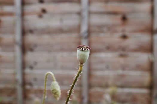 Natural green poppy seed in garden near wooden fence. Nature concept.