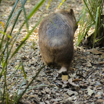 Large adorable wombat during the day looking for grass to eat.