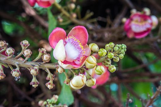 Close-up of Shorea robusta or Cannonball flower (Couroupita guianensis) on the tree