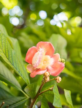 Shorea robusta or Cannonball flower or Sal flowers (Couroupita guianensis) on the tree