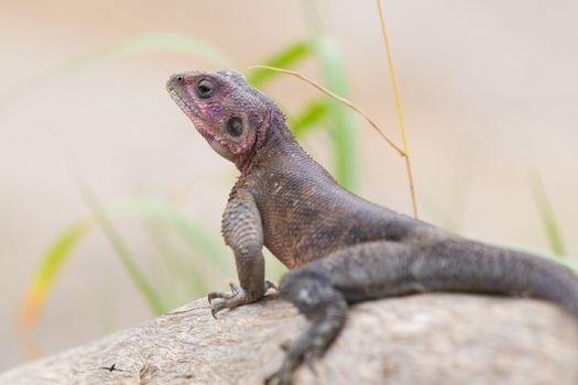 Mwanza flat-headed rock agama, aka spiderman agama, Serengeti National Park, Tanzania.