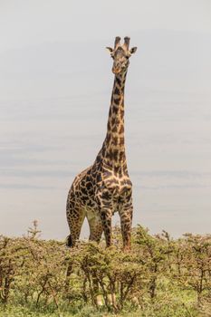 Solitary wild giraffe in Amboseli national park, Kenya.