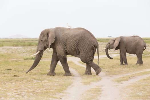 Herd of elephants at Amboseli National Park, formerly Maasai Amboseli Game Reserve, is in Kajiado District, Rift Valley Province in Kenya. The ecosystem that spreads across the Kenya-Tanzania border.
