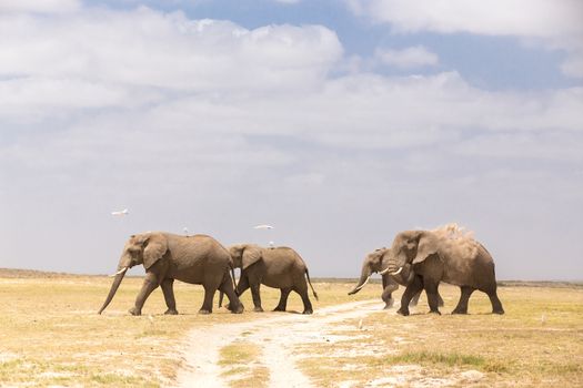 Herd of elephants crossing dirt road at Amboseli National Park, formerly Maasai Amboseli Game Reserve, is in Kajiado District, Rift Valley Province in Kenya.