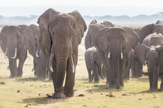 Herd of Elephants at Amboseli National Park, formerly Maasai Amboseli Game Reserve, is in Kajiado District, Rift Valley Province in Kenya. The ecosystem that spreads across the Kenya-Tanzania border.
