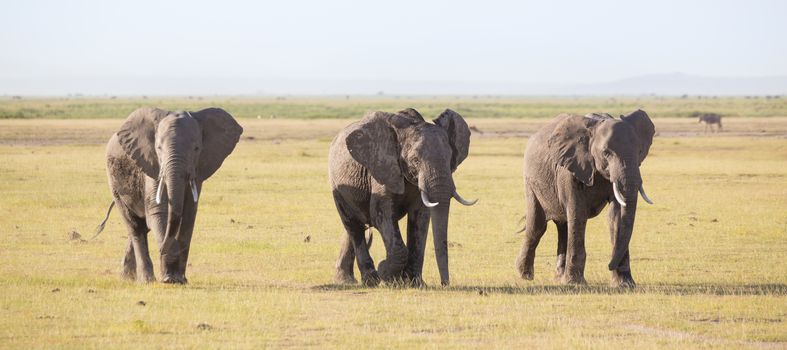 Herd of lephants at Amboseli National Park, formerly Maasai Amboseli Game Reserve, is in Kajiado District, Rift Valley Province in Kenya. The ecosystem that spreads across the Kenya-Tanzania border.