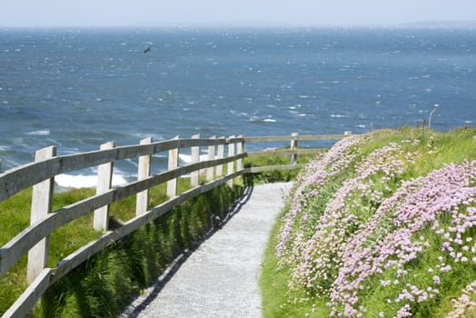 cliff walk path and wild flowers in ballybunion county kerry ireland