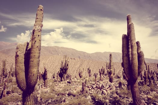Giant cactus in the Tilcara quebrada moutains, Argentina