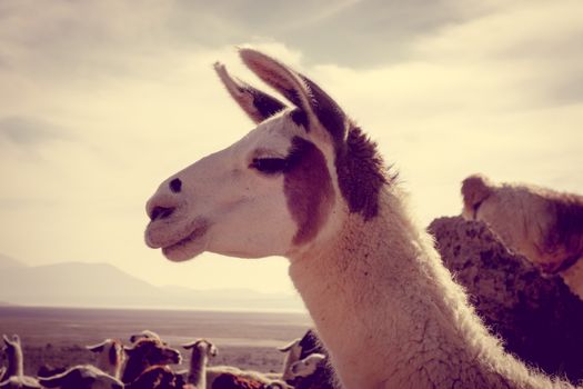 Lamas Lamas herd in Eduardo Avaroa National Park, Bolivia