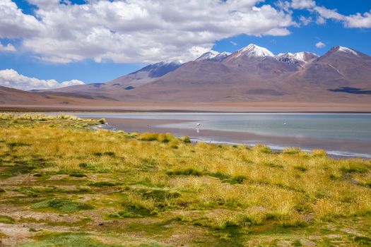 Pink flamingos in altiplano laguna, sud Lipez reserva Eduardo Avaroa, Bolivia