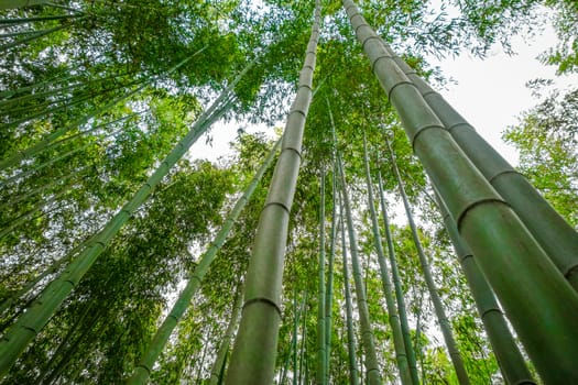 Arashiyama bamboo forest in Sagano, Kyoto, Japan