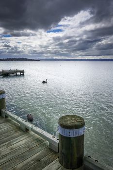 Swan and wooden pier on Rotorua lake , New Zealand
