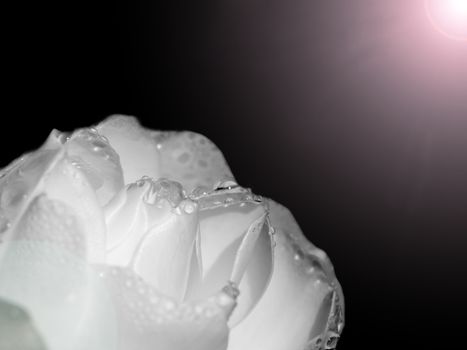 close of macro of edges of white rose wet outside autumn black background light orb