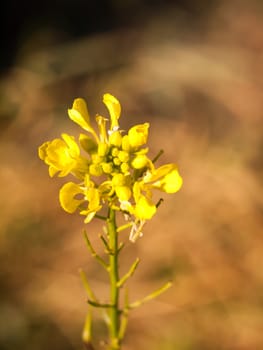 close up of flower head of wild yellow autumn plant; essex; england; uk