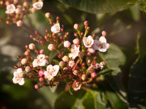 close up of small white blossom heads of garden shrub; essex; england; uk