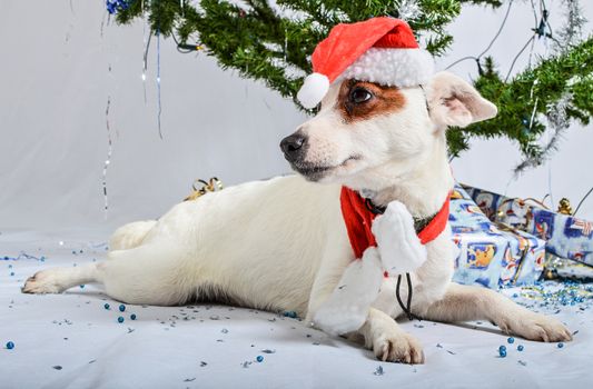 Christmas dog with presents lying under the tree.