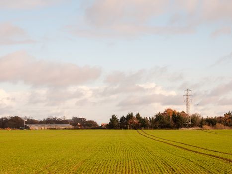 autumn green growing farmland landscape scene country with electricity pylon in blue cloudy sky; essex; england; uk