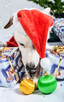Christmas dog with presents lying under the tree.
