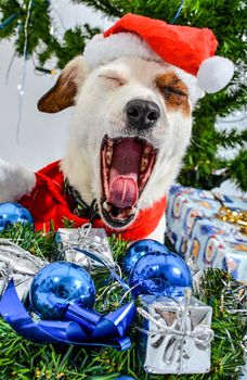 Christmas dog with presents lying under the tree.