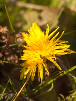 close up of yellow long petaled dandelion on the ground bright; essex; england; uk