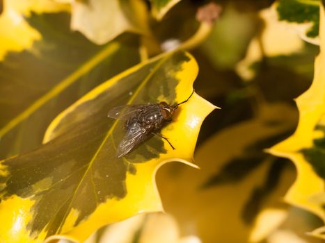 close up of flesh fly on edge of variegated yellow and green leaf; essex; england; uk
