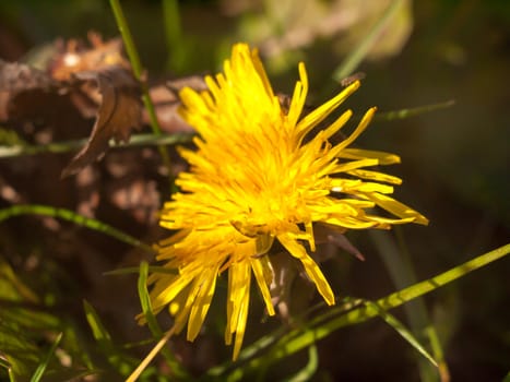 close up of yellow long petaled dandelion on the ground bright; essex; england; uk