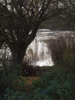 lake scene in distance through tree and shrubs; essex; england; uk