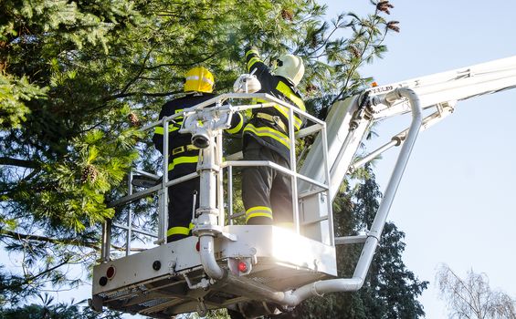 Firefighters in action clear the fallen trees after a windy storm.