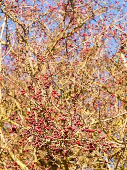 red berries on bare branch of tree in autumn outside; essex; england; uk