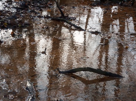 autumn brown dead leaves near lake surface water dreary reflections pond forest floor; essex; england; uk