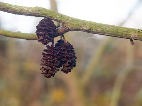 hanging dead and dried up tree parts on branch autumn winter pine cones; essex; england; uk