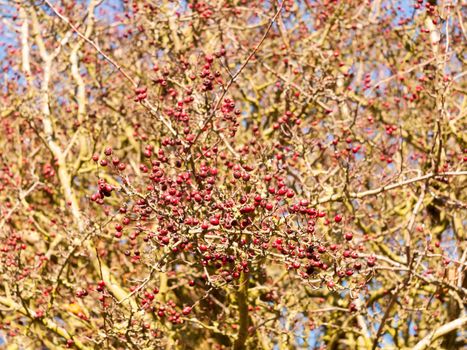 red berries on bare branch of tree in autumn outside; essex; england; uk