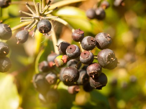 close up of dark blue many berries on shrub in autumn - Hedera helix (Ivy); essex; england; uk