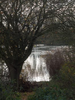 lake scene in distance through tree and shrubs; essex; england; uk